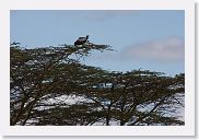 14SerengetiDayGameDrive - 079 * African White-backed Vulture.